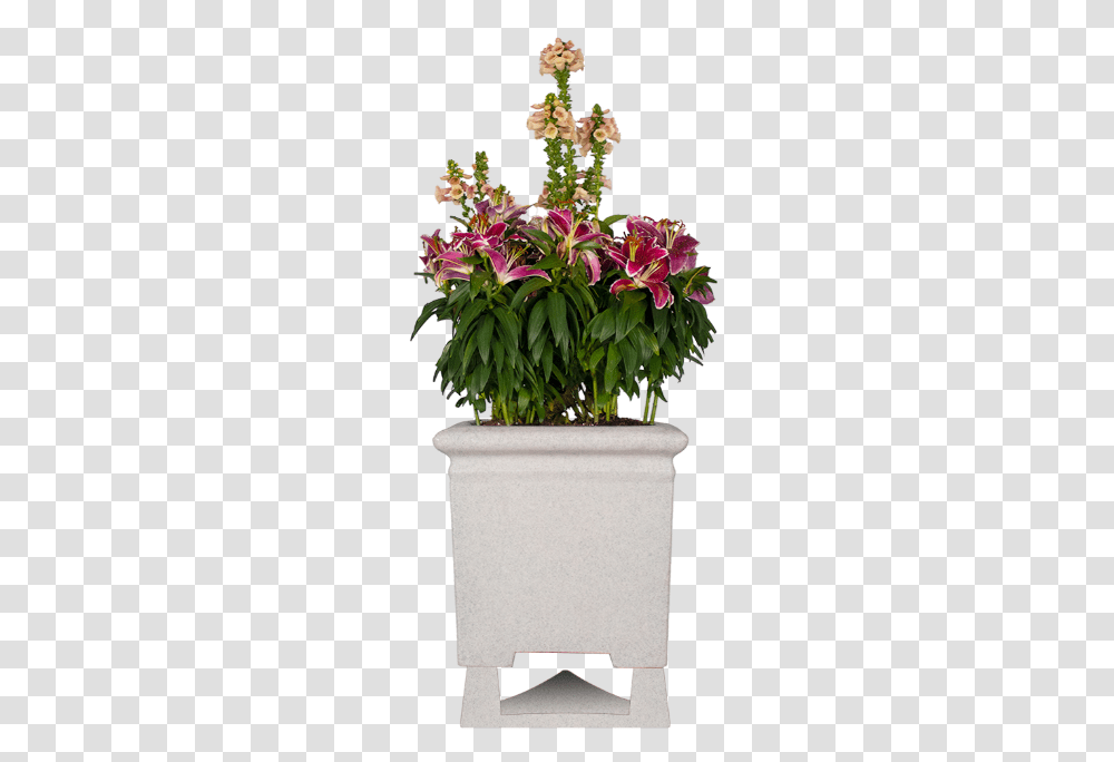 Hawaiian Hibiscus, Plant, Flower, Blossom, Potted Plant Transparent Png