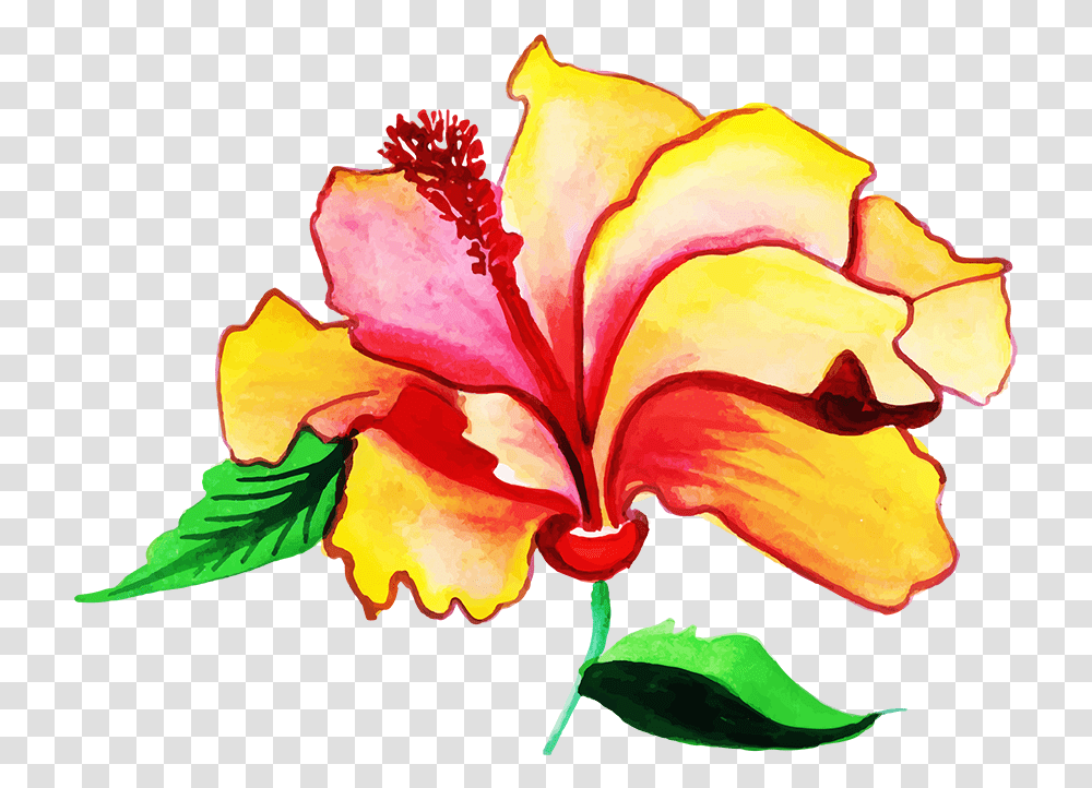 Hawaiian Hibiscus, Plant, Rose, Flower, Blossom Transparent Png