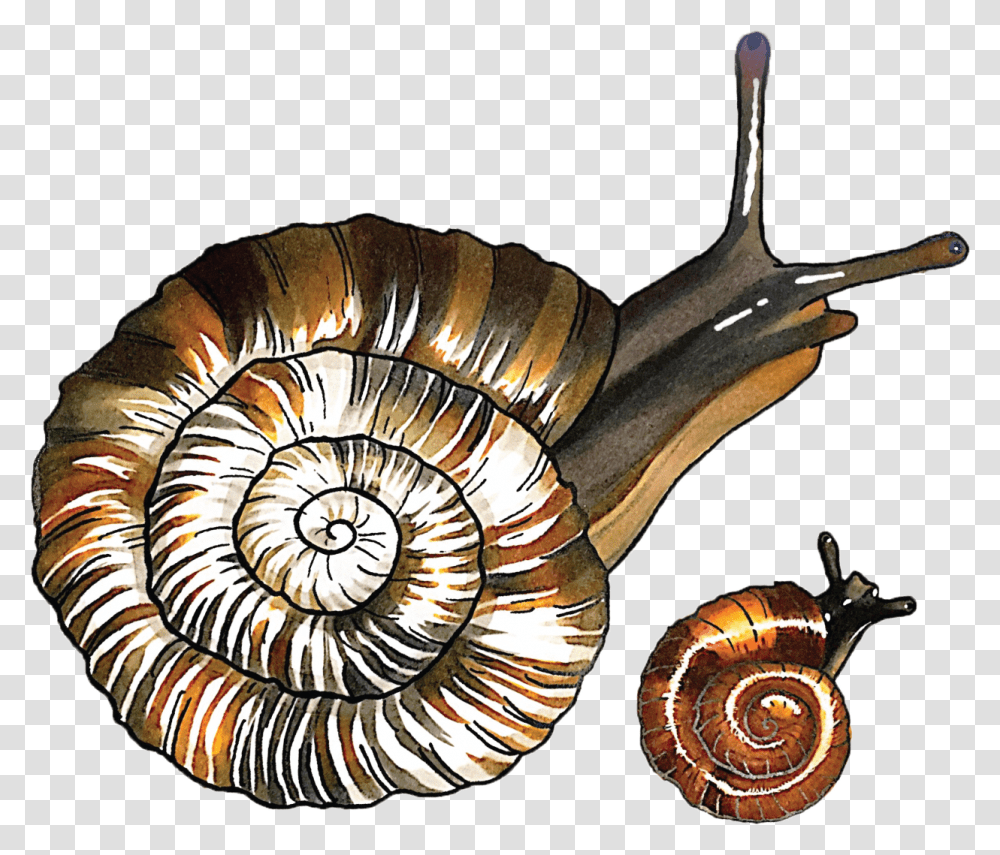 Hawaiian Land Snail Conservation Snail, Animal, Invertebrate, Spiral, Sea Life Transparent Png
