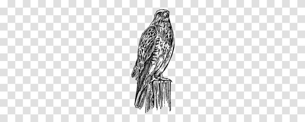 Hawk Animals, Gray, World Of Warcraft Transparent Png