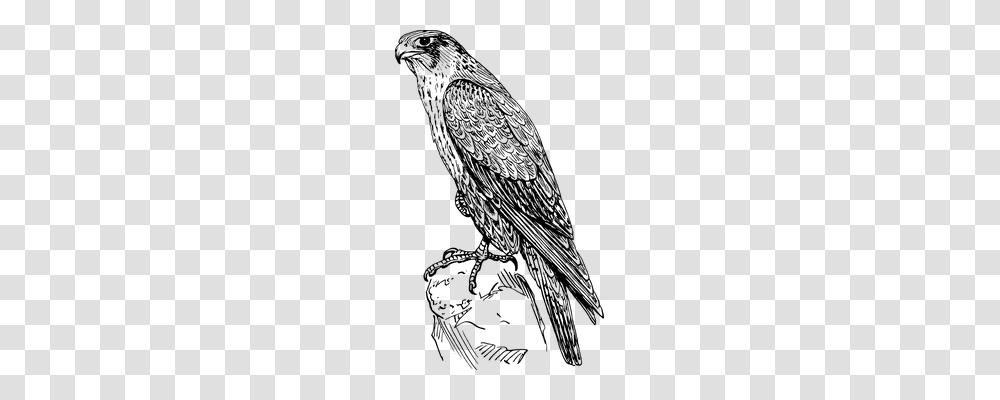 Hawk Technology, Gray, World Of Warcraft Transparent Png