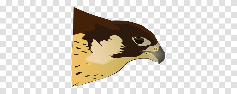 Hawk Animals, Vulture, Bird, Beak Transparent Png