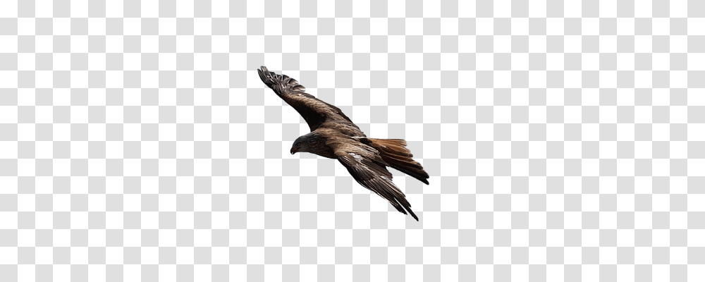 Hawk Nature, Bird, Animal, Flying Transparent Png