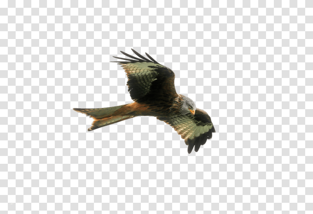 Hawk 960, Animals, Bird, Accipiter, Kite Bird Transparent Png