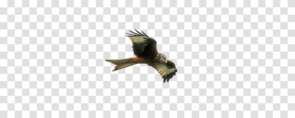 Hawk Nature, Bird, Animal, Accipiter Transparent Png