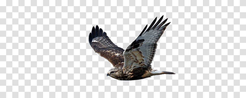 Hawk Animals, Bird, Buzzard, Accipiter Transparent Png
