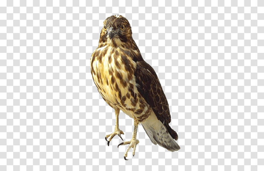 Hawk 960, Animals, Buzzard, Bird, Accipiter Transparent Png