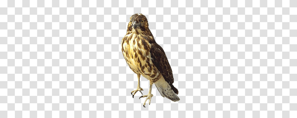 Hawk Animals, Buzzard, Bird, Accipiter Transparent Png