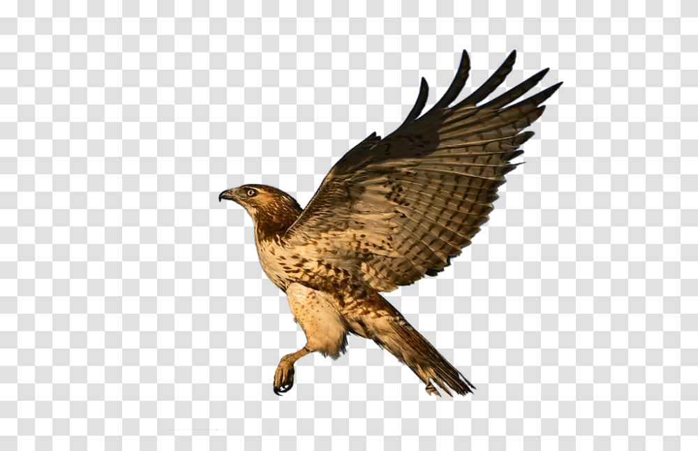 Hawk 960, Animals, Bird, Buzzard, Accipiter Transparent Png