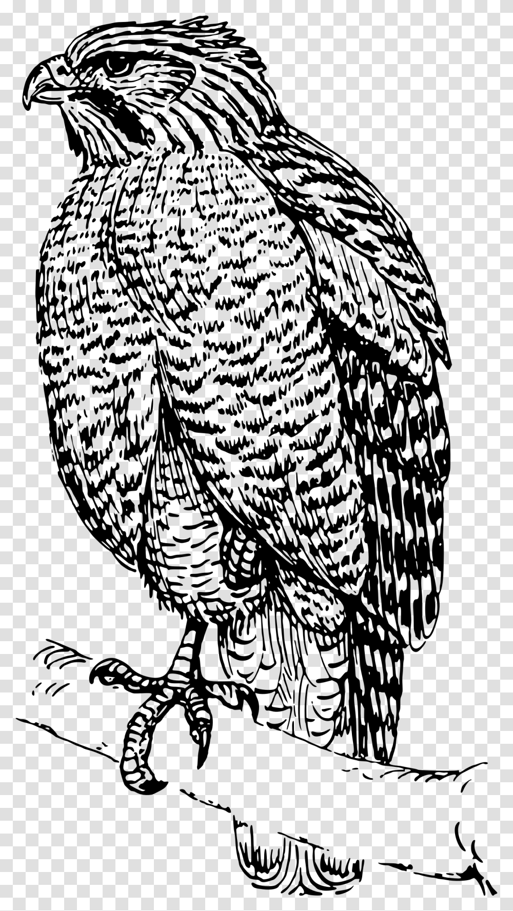 Hawk 3 Clip Arts Clip Art, Gray, World Of Warcraft Transparent Png