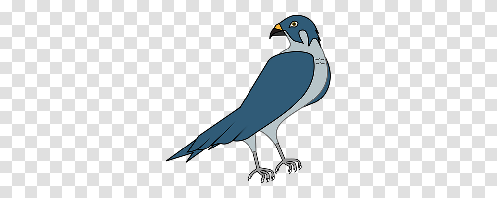 Hawk Animals, Bird, Beak, Jay Transparent Png