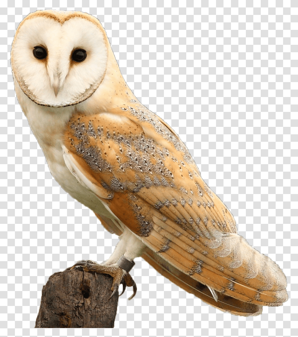 Hawk And Owl Trust Barn Owl, Bird, Animal Transparent Png