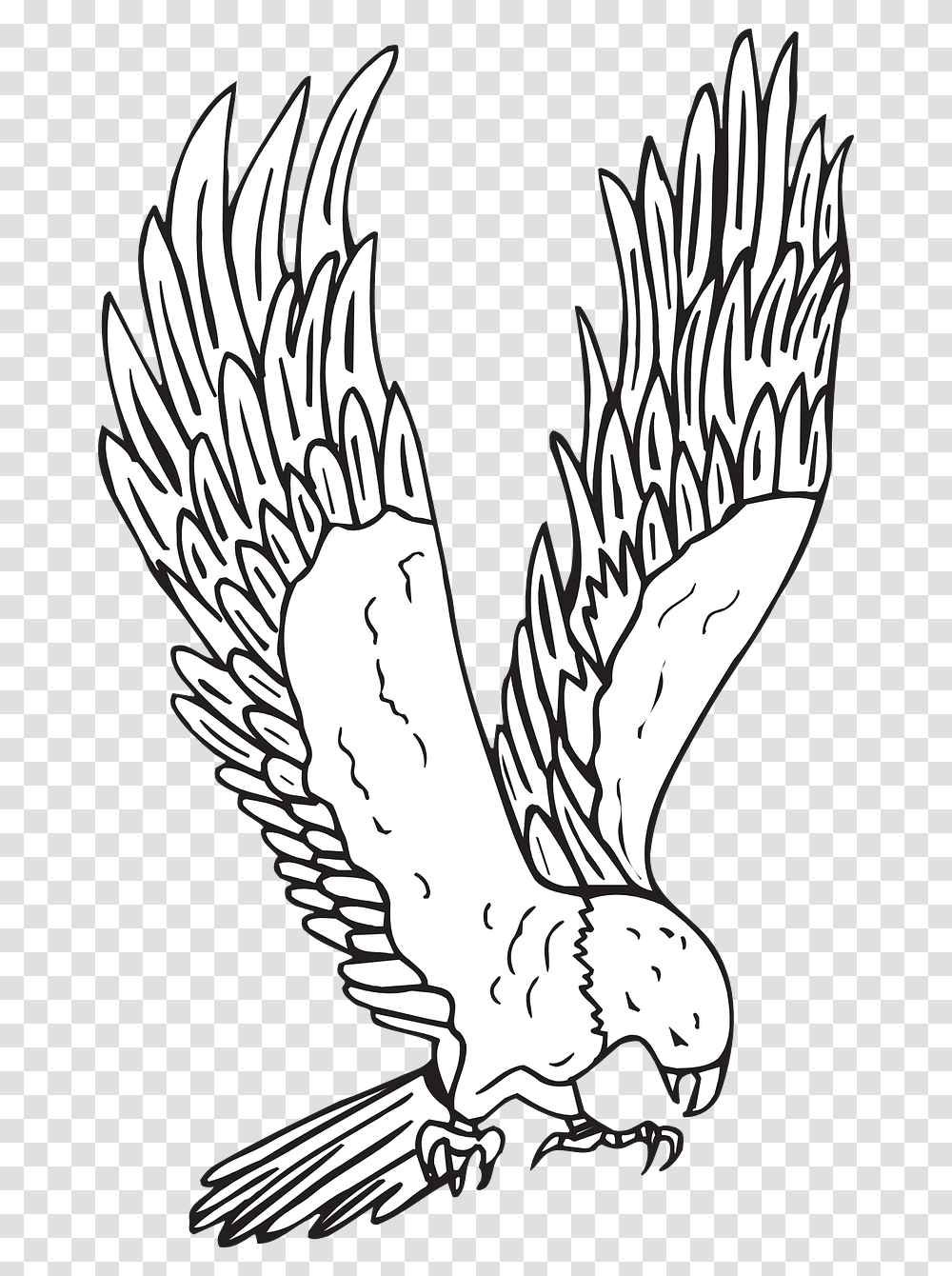 Hawk, Animal, Bird, Dragon Transparent Png