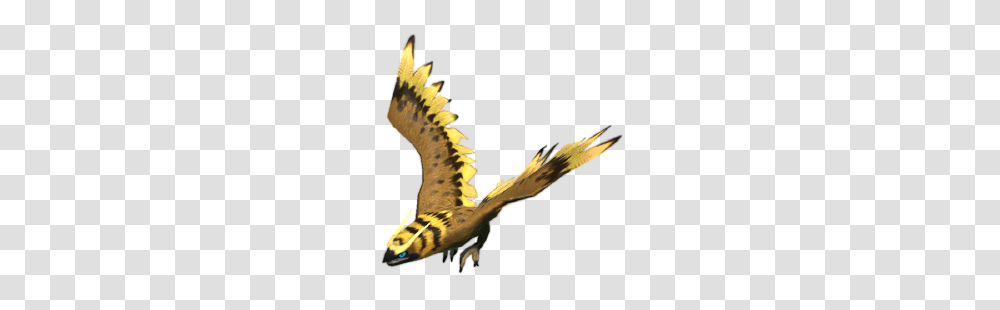 Hawk, Animal, Bird, Reptile, Vulture Transparent Png
