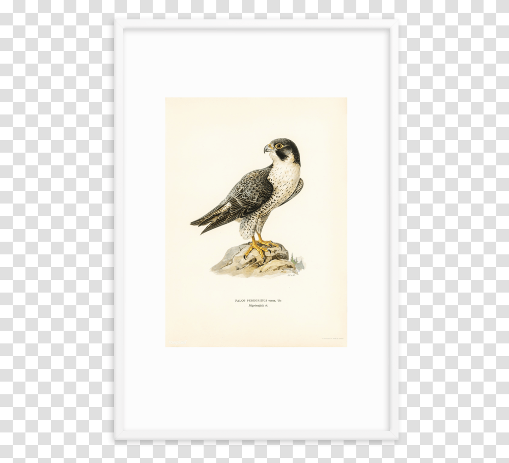 Hawk, Bird, Animal, Accipiter, Buzzard Transparent Png