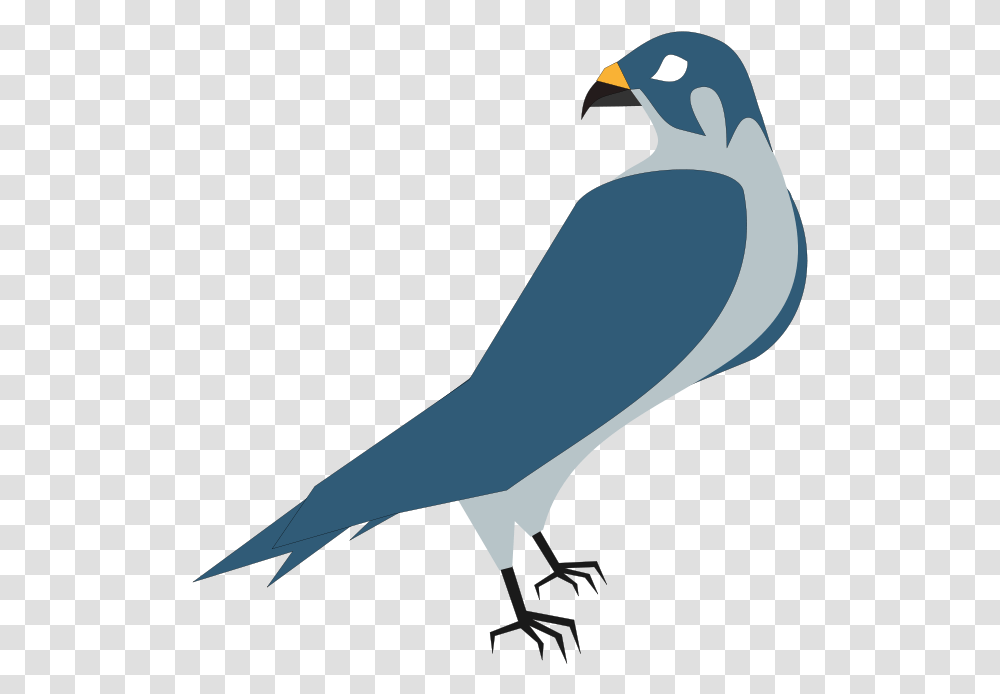 Hawk Clip Art Download Hawk Clipart, Bird, Animal, Jay, Beak Transparent Png