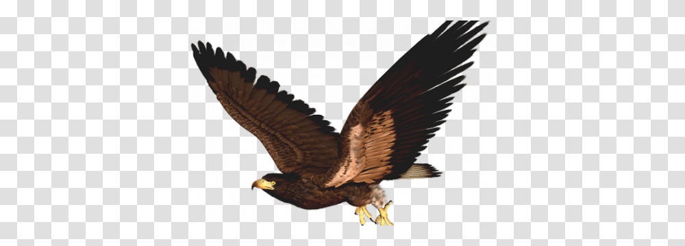 Hawk Clipart Clip Art Images, Bird, Animal, Vulture, Buzzard Transparent Png