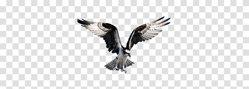 Hawk Clipart Free Clipart, Bird, Animal, Buzzard, Accipiter Transparent Png