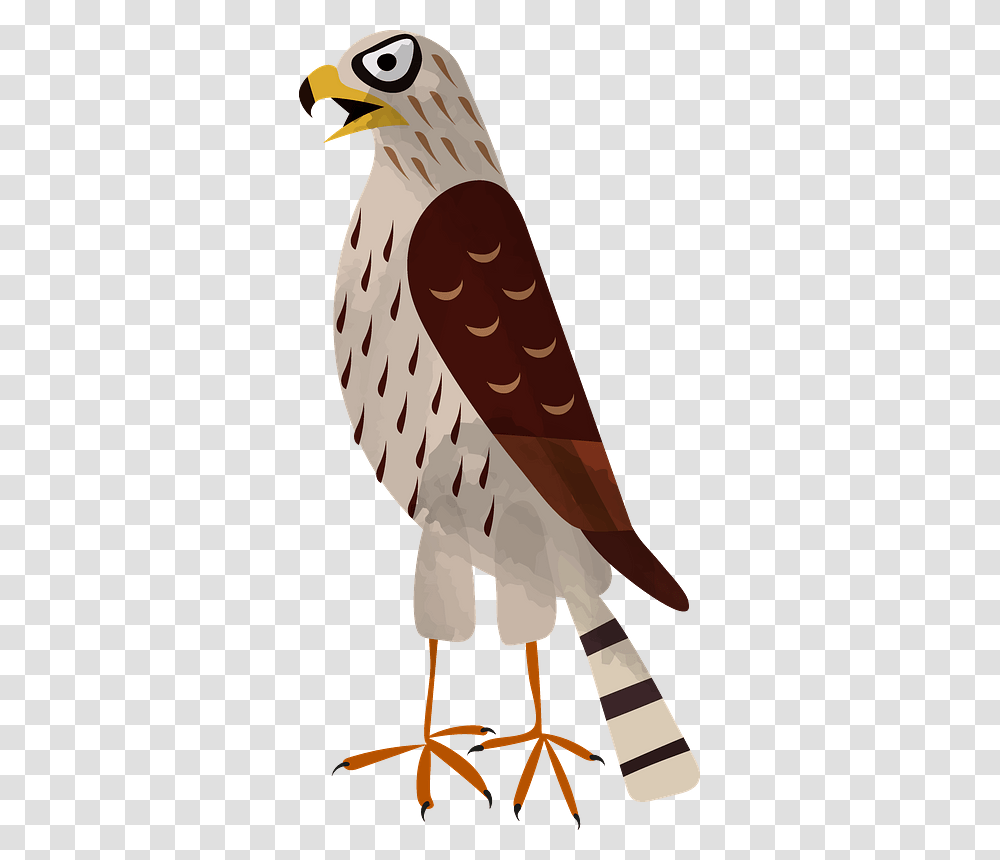 Hawk Clipart for Cricut and Crafts Bird Clipart Red Tailed Hawk SVGPNGJPEG Digital Art File