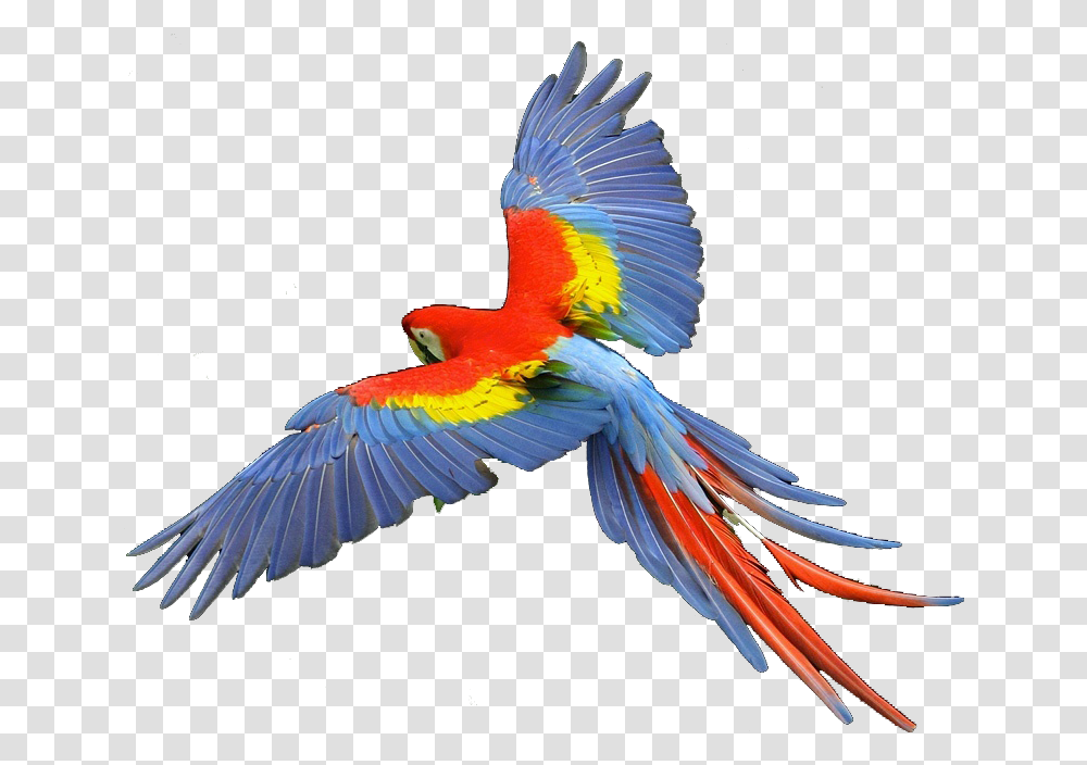 Hawk Clipart Scarlet Macaw, Bird, Animal, Parrot, Flying Transparent Png