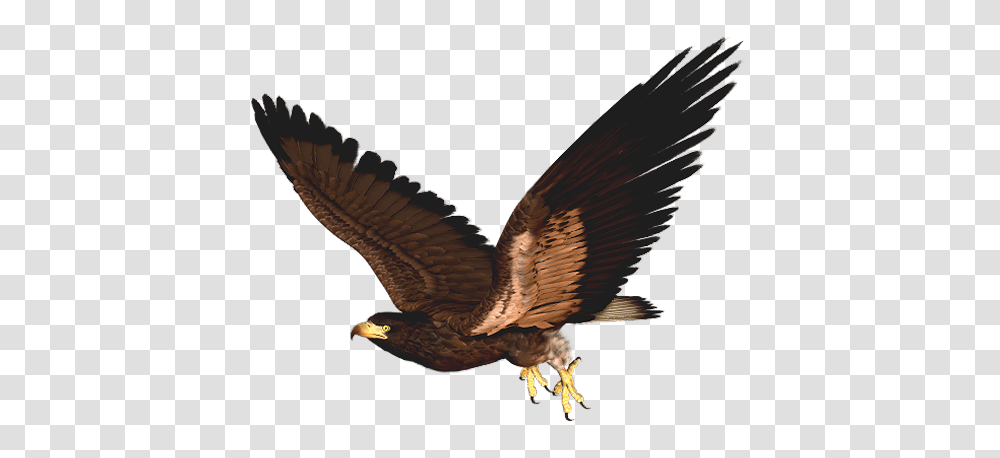 Hawk Cliparts, Bird, Animal, Vulture, Kite Bird Transparent Png