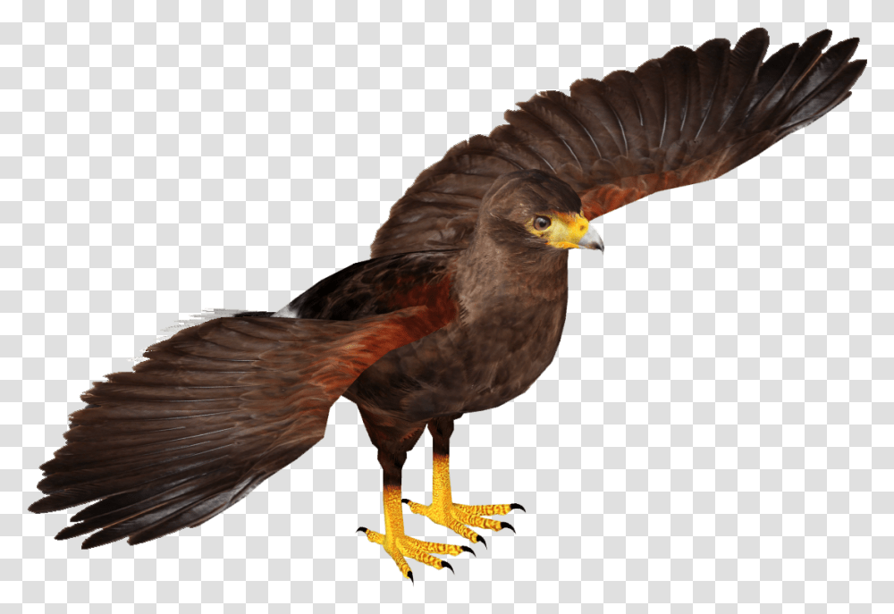 Hawk Download, Bird, Animal, Eagle, Buzzard Transparent Png