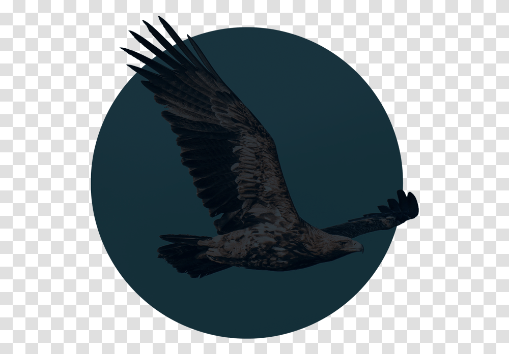 Hawk, Eagle, Bird, Animal, Bald Eagle Transparent Png
