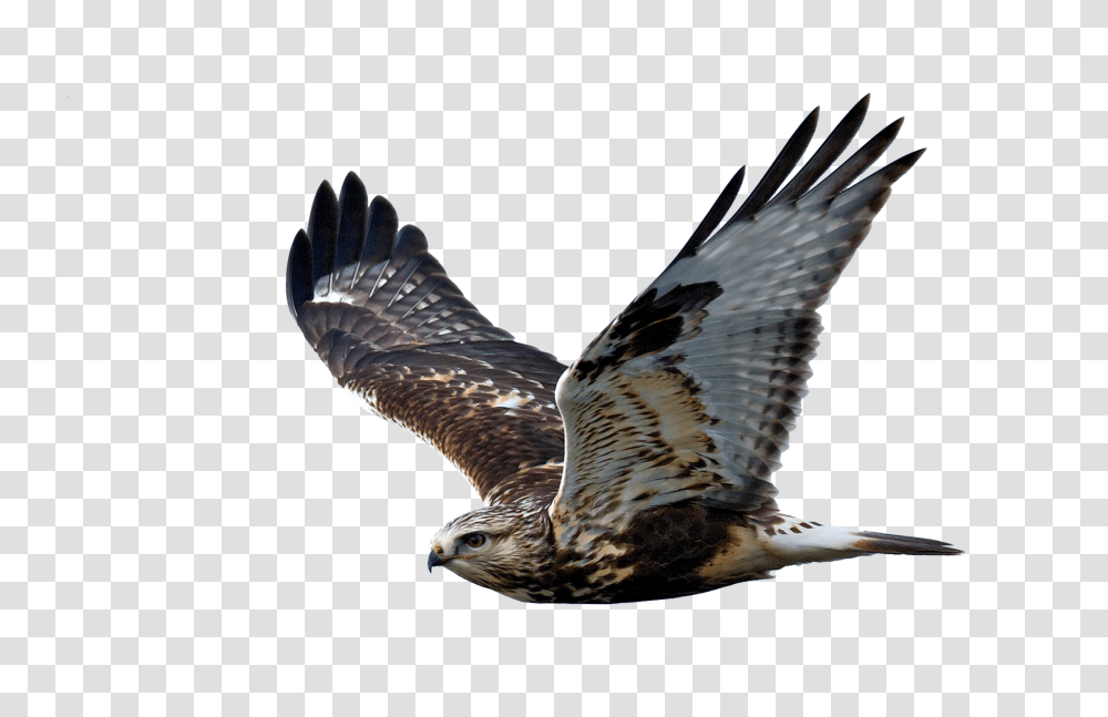 Hawk Flight Raptor Bird Of Prey Hawk Background, Buzzard, Animal, Eagle, Vulture Transparent Png