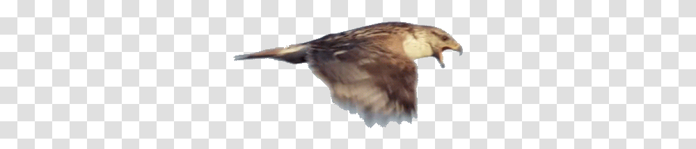 Hawk Flying Animated Gif, Bird, Animal, Accipiter, Buzzard Transparent Png