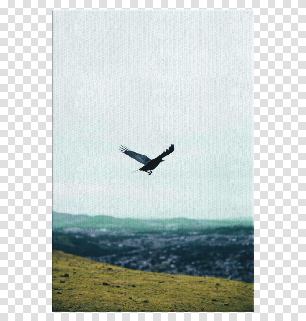 Hawk, Flying, Bird, Animal Transparent Png