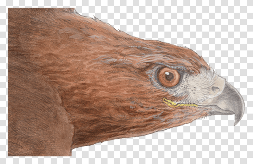 Hawk Golden Eagle, Animal, Bird, Kite Bird, Vulture Transparent Png