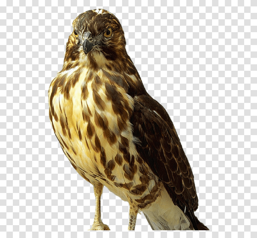 Hawk Icon, Buzzard, Bird, Animal, Chicken Transparent Png