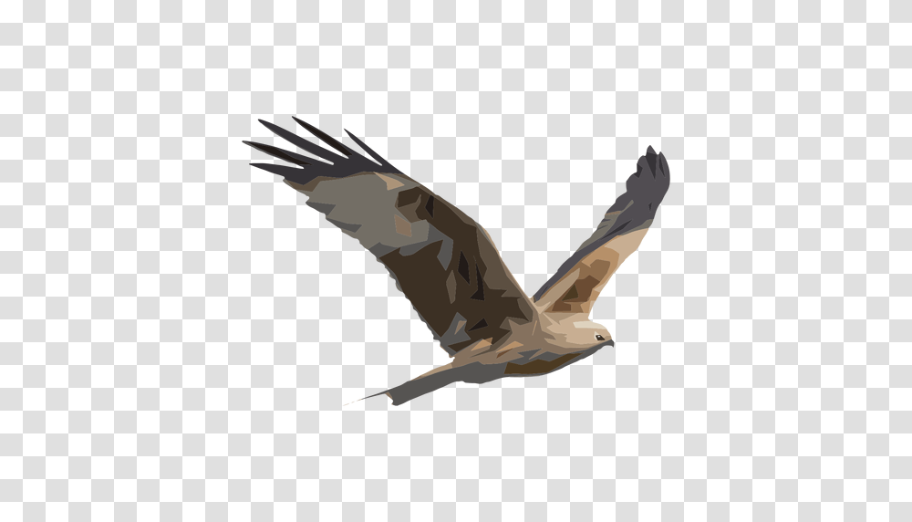 Hawk Illustration, Vulture, Bird, Animal, Flying Transparent Png