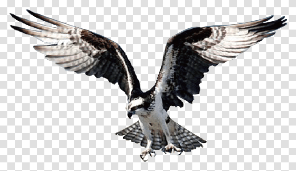 Hawk Image Eagle, Buzzard, Bird, Animal, Vulture Transparent Png