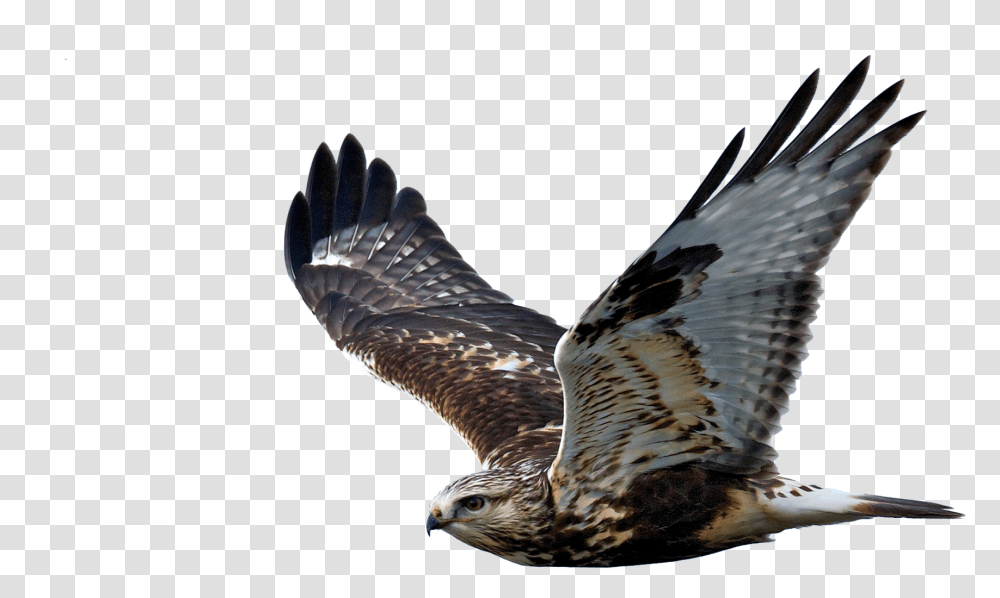 Hawk Image Hawk With No Background, Bird, Animal, Buzzard, Vulture Transparent Png