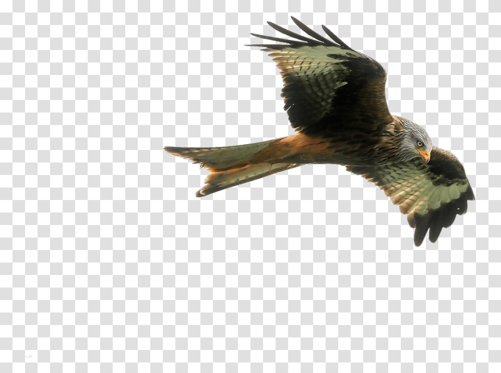 Hawk Image Purepng Free Cc0 Image If U Fly Like An Eagle, Bird, Animal, Kite Bird, Accipiter Transparent Png