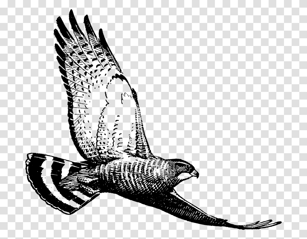 Hawk, Outdoors, Nature, Astronomy, Outer Space Transparent Png