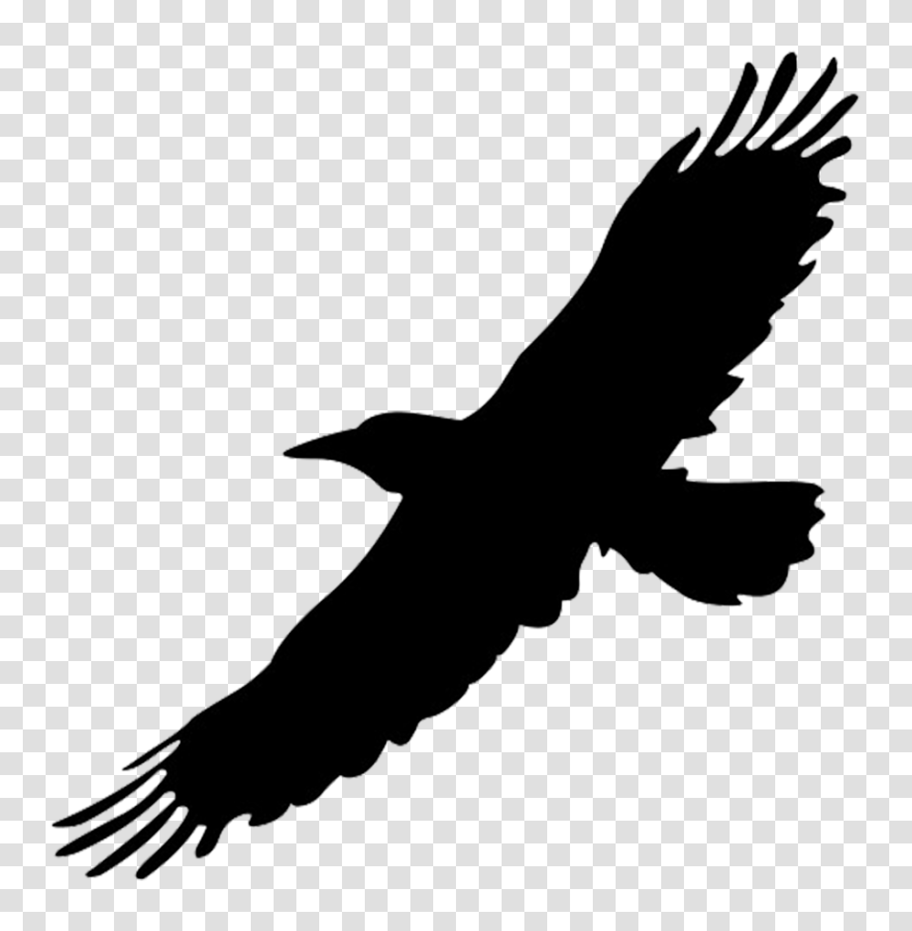 Hawk Silhouette Image, Person, Animal, Flying, Bird Transparent Png