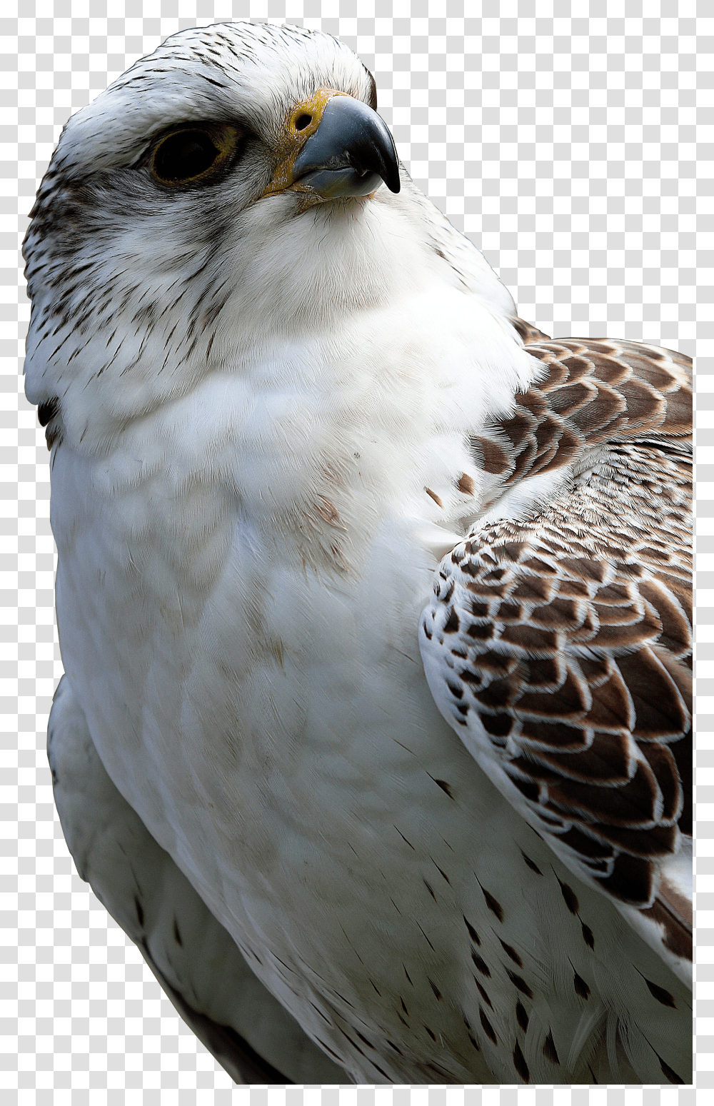 Hawk Transparent Png