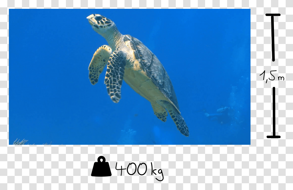 Hawksbill Sea Turtle, Reptile, Sea Life, Animal, Tortoise Transparent Png