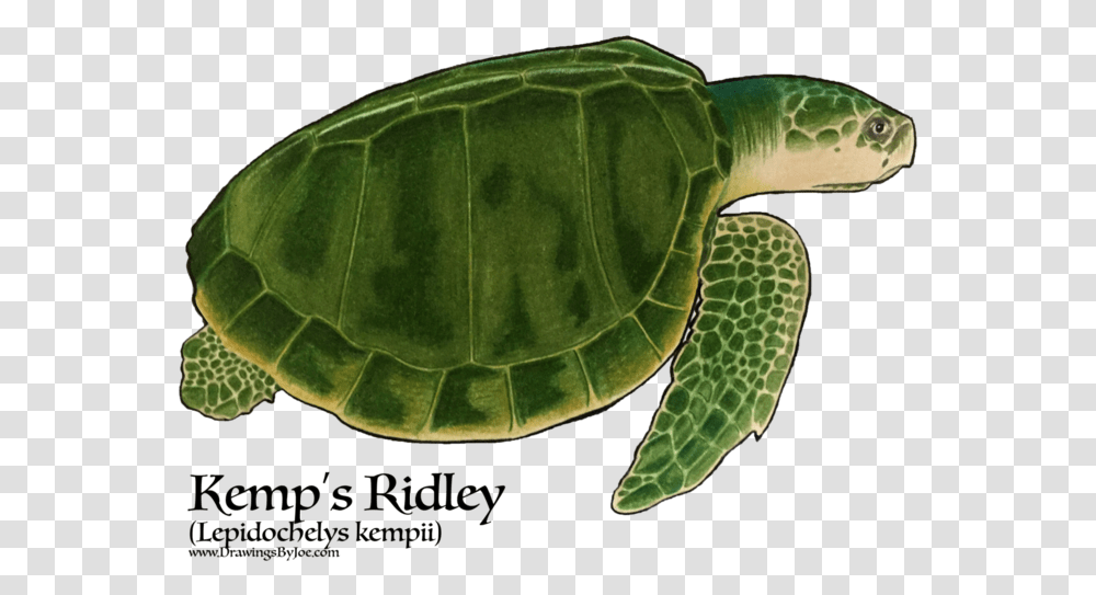 Hawksbill Sea Turtle Sea Turtles, Reptile, Sea Life, Animal, Tortoise Transparent Png
