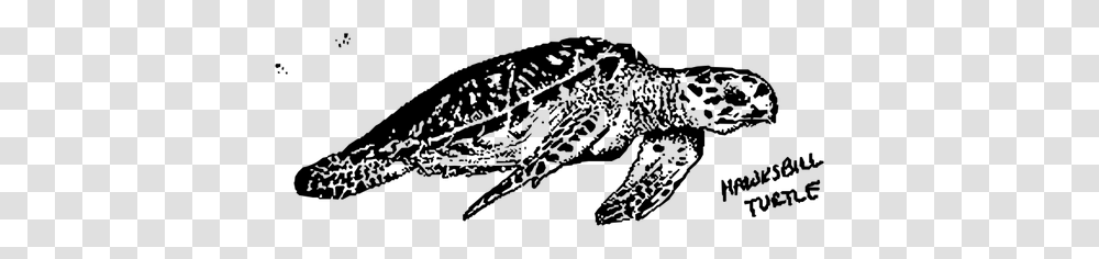 Hawksbill Turtle Image, Gray, World Of Warcraft Transparent Png