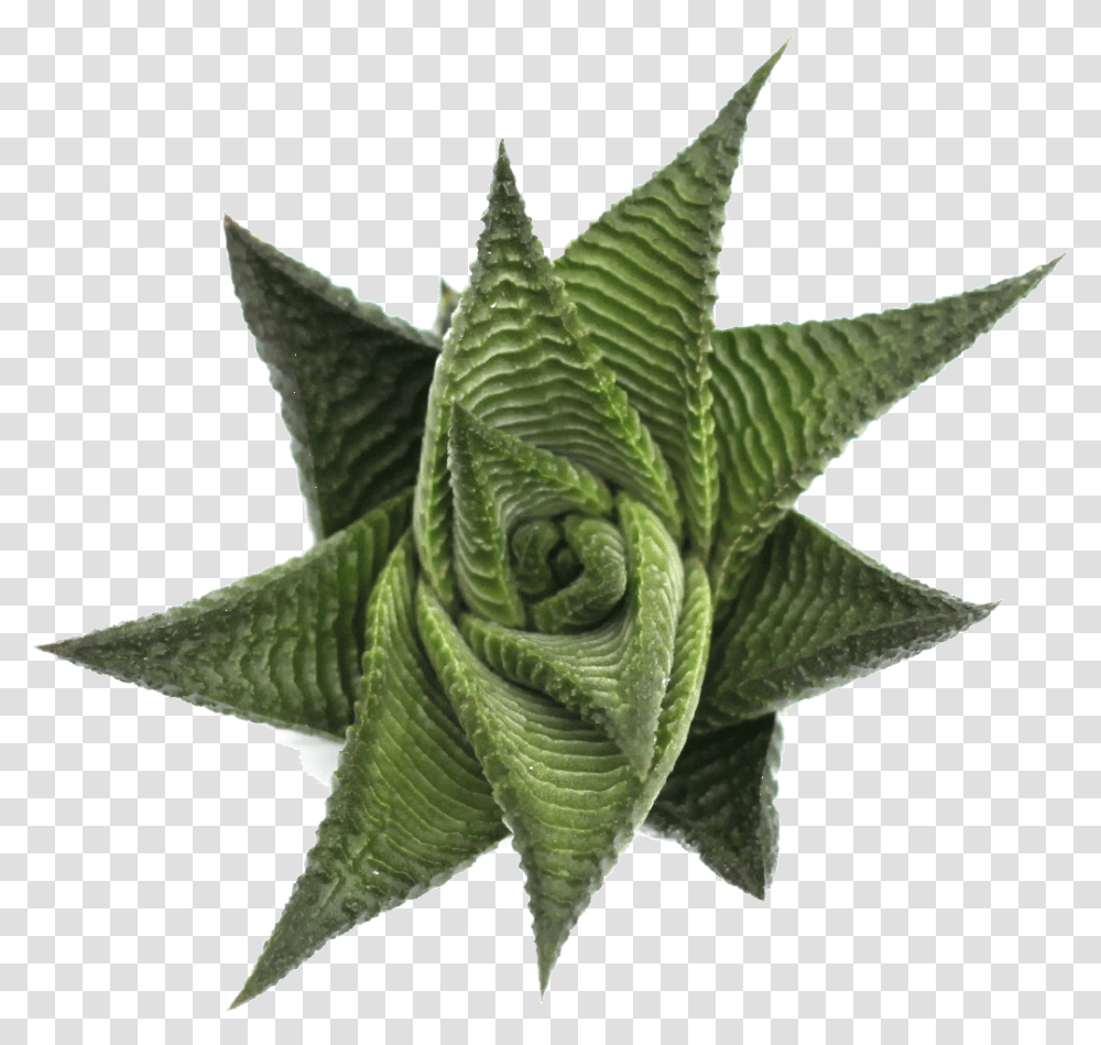 Haworthia Limifolia Spiral HaworthiaClass Haworthia Limifolia Espiral, Aloe, Plant, Leaf Transparent Png