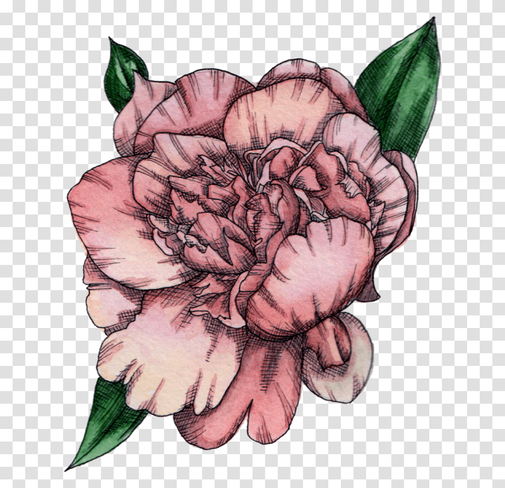 Hayley Armstrong Illustration Ink And Watercolour Peony, Plant, Flower, Blossom, Tattoo Transparent Png