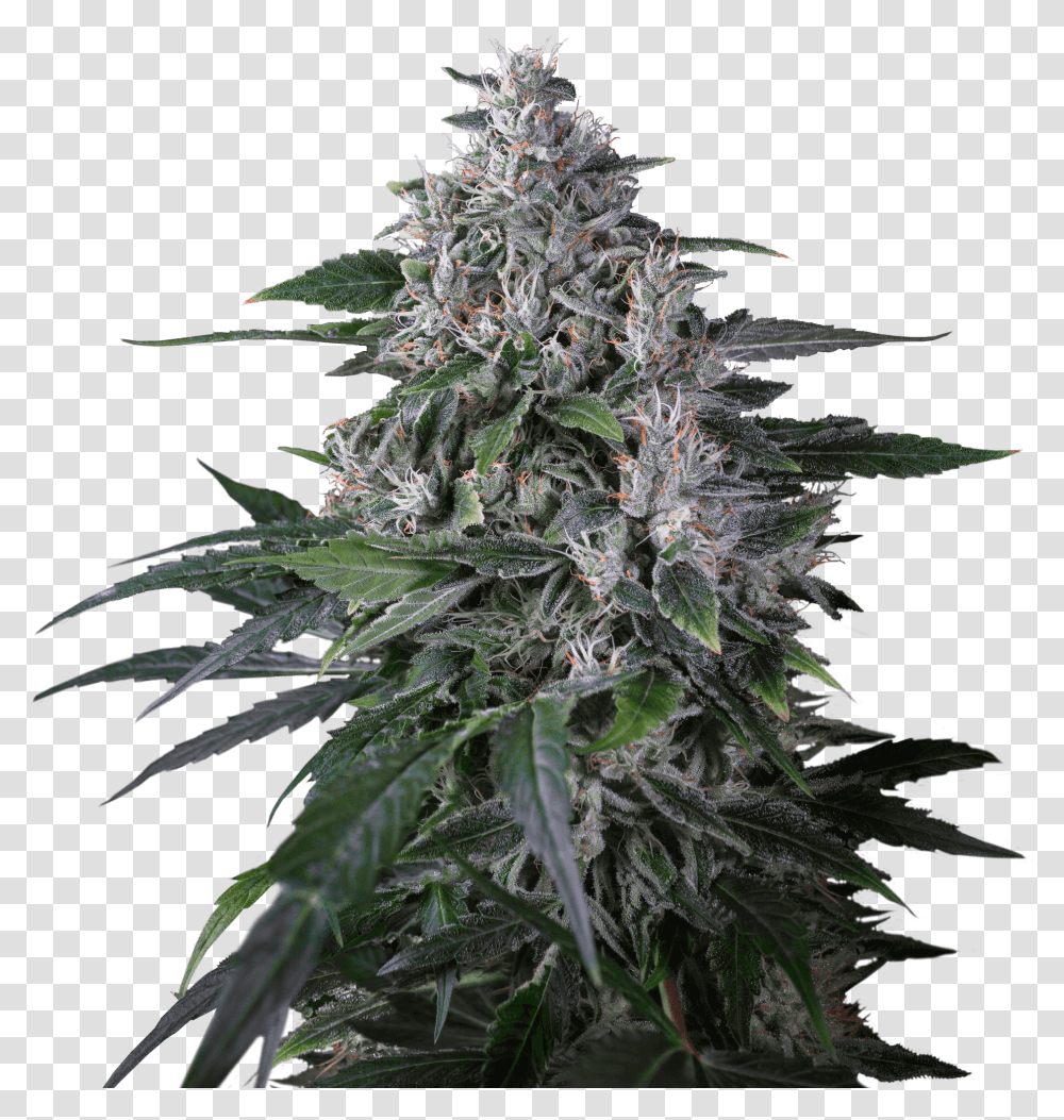 Haze Sativa, Plant, Hemp, Weed, Christmas Tree Transparent Png