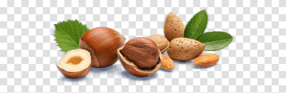 Hazelnut Almond Macadamia, Plant, Vegetable, Food, Burger Transparent Png