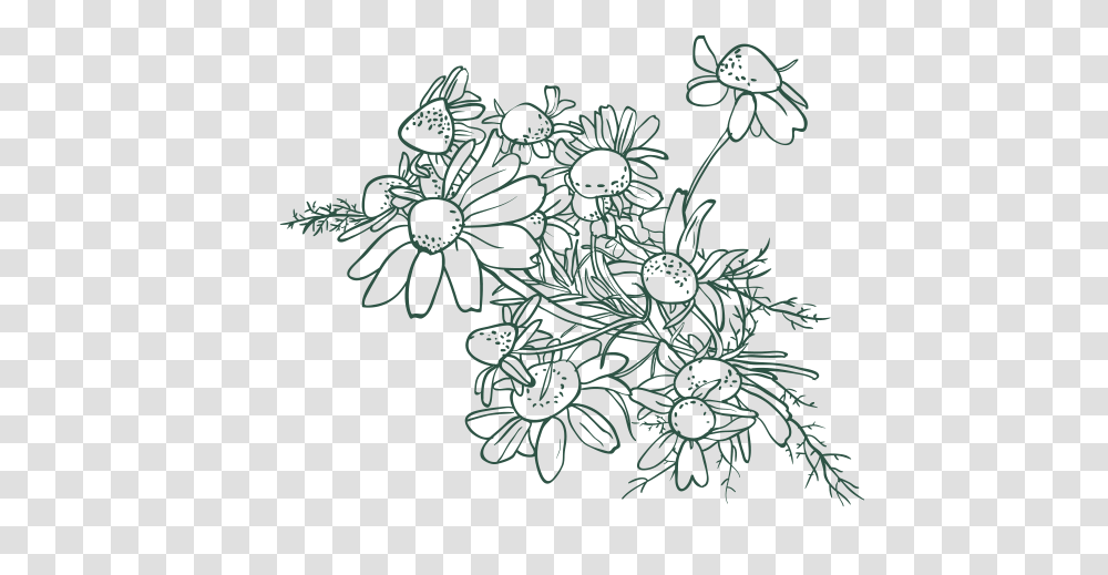 Hazelnut Drawing Flower Exotic Leaves Drawing, Lace, Floral Design Transparent Png