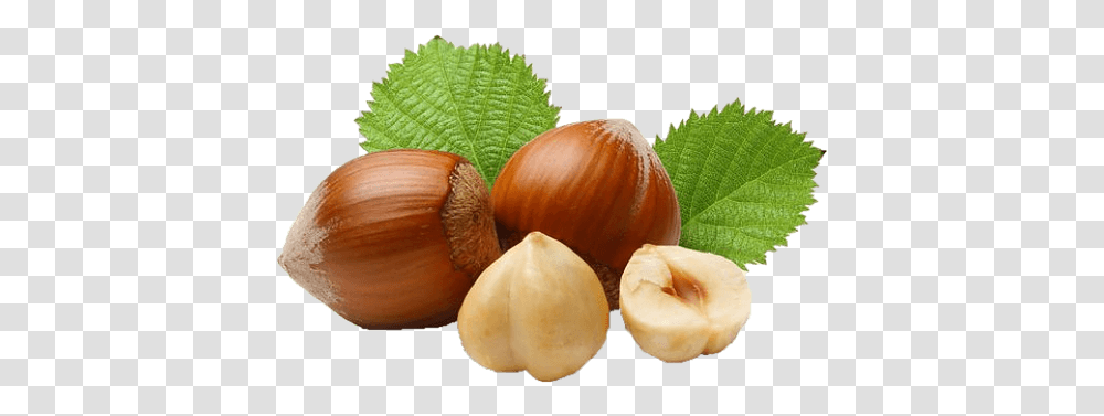 Hazelnut Hazelnut, Plant, Vegetable, Food, Fungus Transparent Png