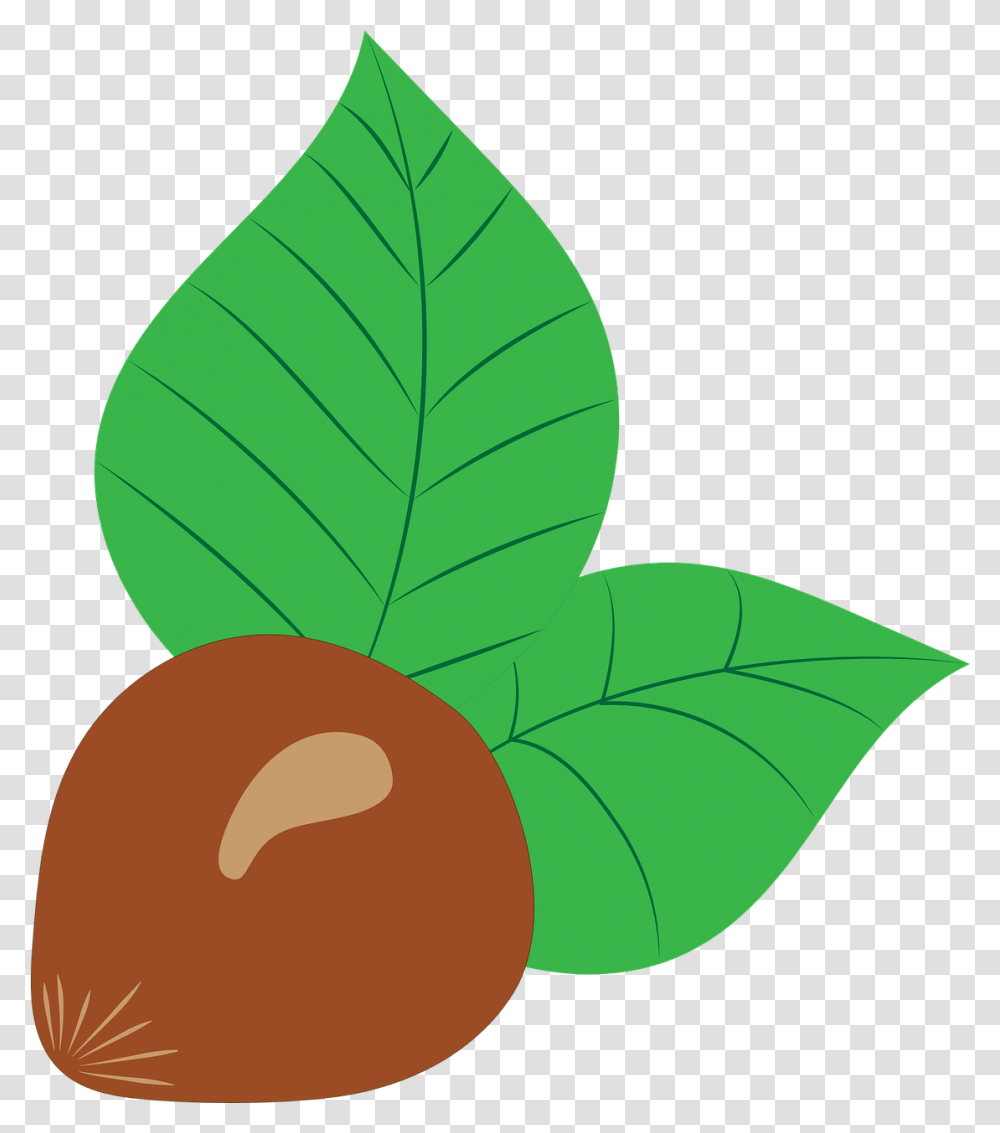 Hazelnut Vector Drawing Avellana Dibujo, Plant, Leaf, Vegetable, Food Transparent Png