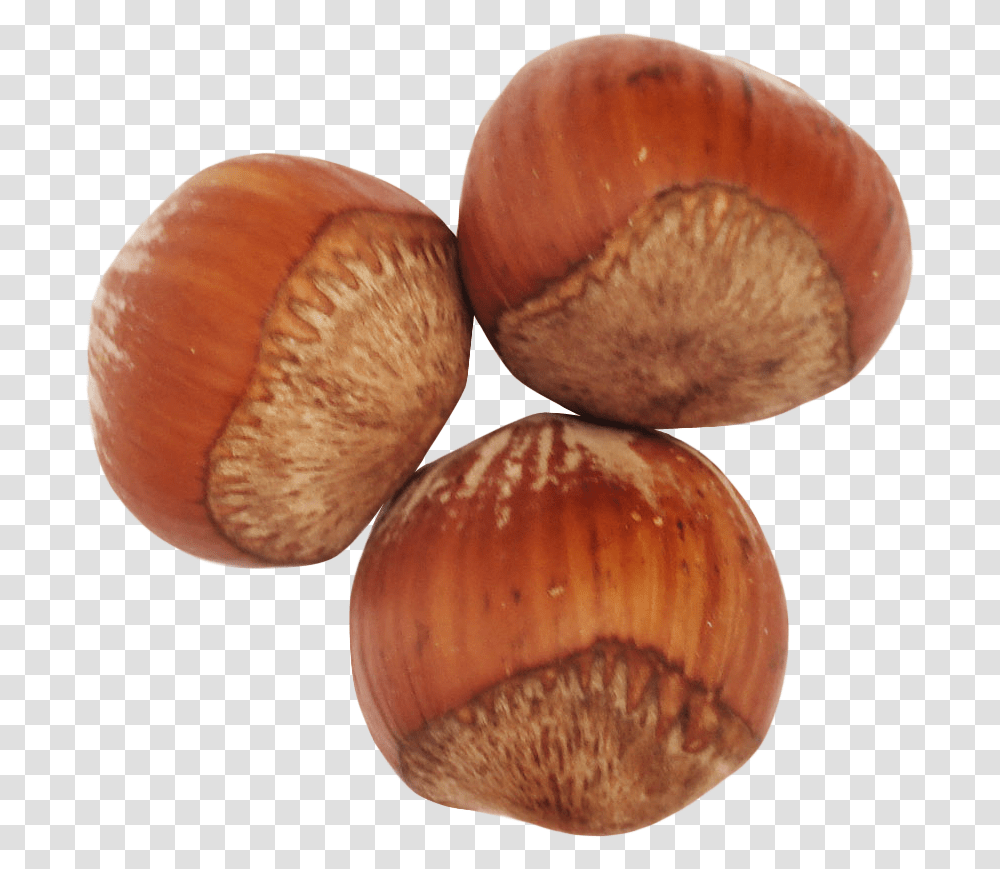 Hazelnutnutnuts Amp Hazelnut, Plant, Vegetable, Food, Seed Transparent Png